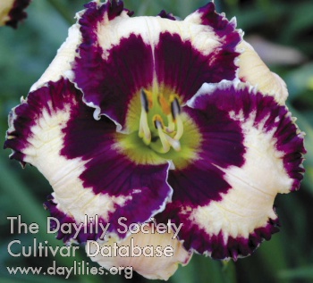 Daylily Special Candy