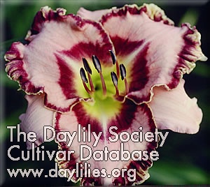 Daylily Special Image