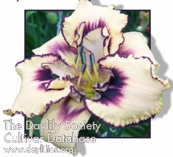 Daylily Strikingly Dramatic