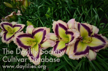 Daylily Sydney Punchbowl