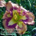 Daylily Spacecoast Behavior Pattern