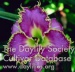 Daylily Spiny Sea Urchin