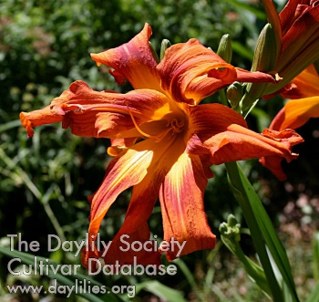 Daylily Trickster