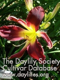 Daylily Talon