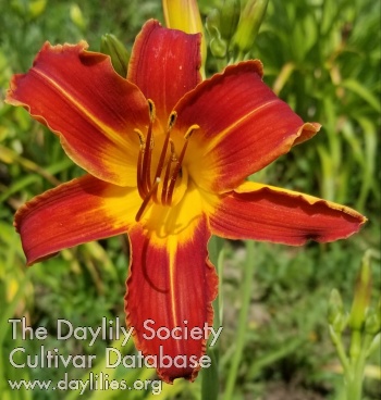 Daylily Tejas