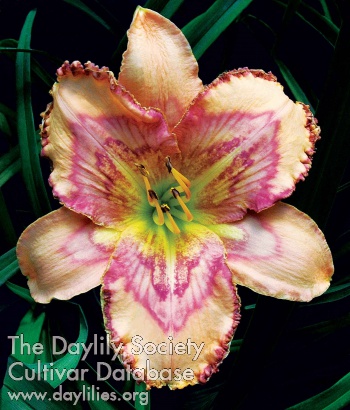 Daylily Tempest in a Teacup