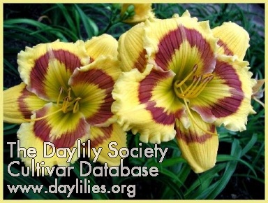 Daylily Terry Lyninger