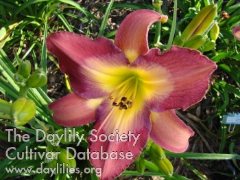 Daylily Thais