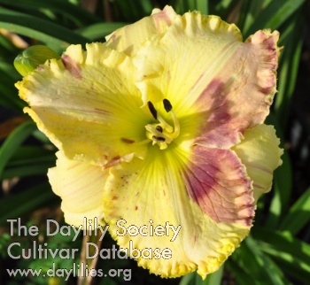 Daylily The Undefinable Kid