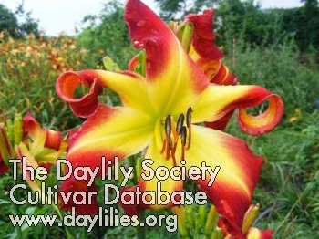 Daylily The Blood Is the Life