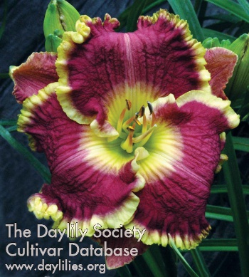 Daylily Timeless Gift