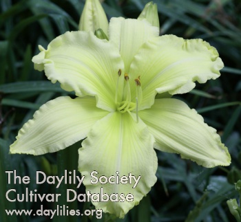 Daylily Titan of Ice