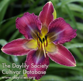 Daylily Tripped Out