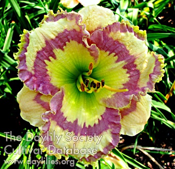 Daylily Tumbled Glass