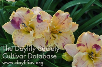 Daylily Undefinable
