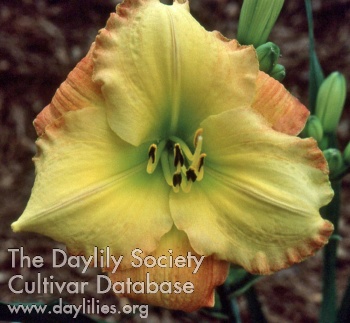 Daylily Unique Style