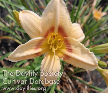 Daylily Varsity