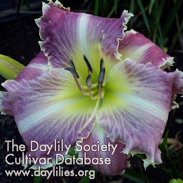 Daylily Veined Velociraptor