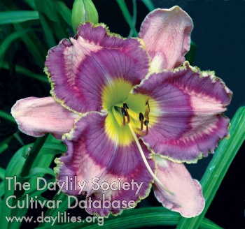 Daylily Velvet Rainbow