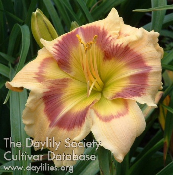 Daylily Violet Explosion