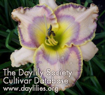 Daylily Waxwing Watercolor