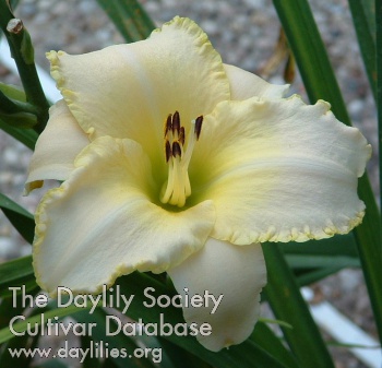 Daylily Wedding Band