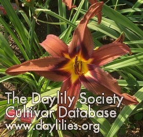 Daylily When Bears Fly