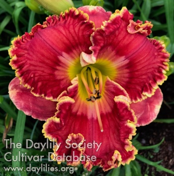 Daylily Where Love Grows