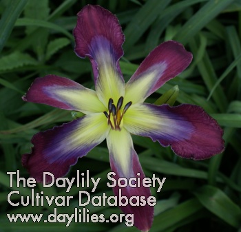 Daylily Wild Smurf