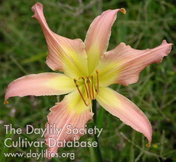 Daylily Wind Frills