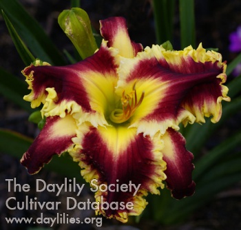 Daylily Wolfman