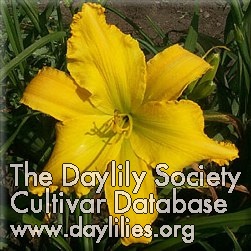 Daylily Yellow Finch