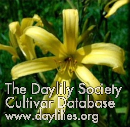 Daylily Yellow Hornet
