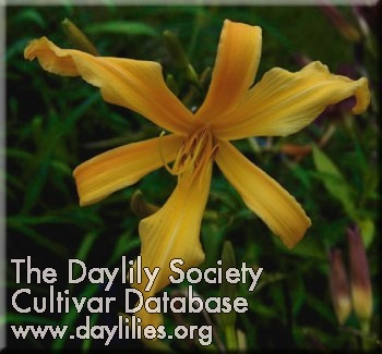 Daylily Yellow Pygmy