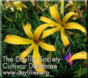 Daylily Yellow Stinger