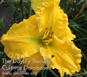 Daylily Yellowcard