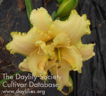 Daylily 2020 Double Vision
