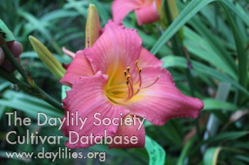 Daylily 46 Still in the Mix