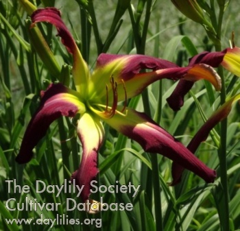 Daylily 7-Year Itch