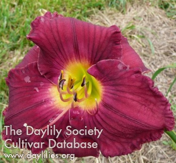 Daylily Abba