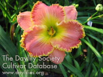 Daylily Abilene Dr Teresa Burton