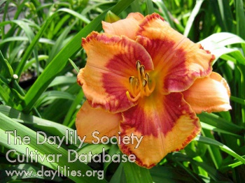 Daylily Abilene Goat Track