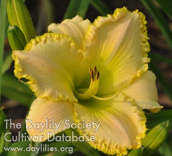 Daylily A Balm in Gilead