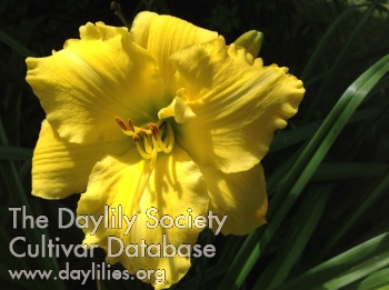Daylily A Bright Light for Rena