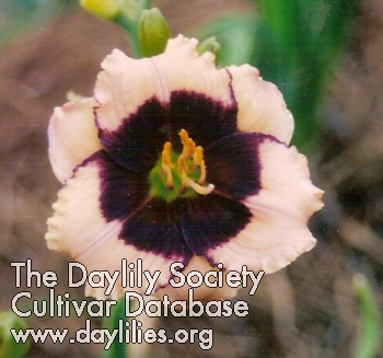 Daylily Ace in the Hole