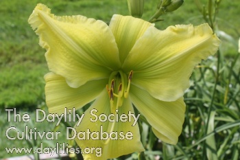 Daylily A Danielson Delight