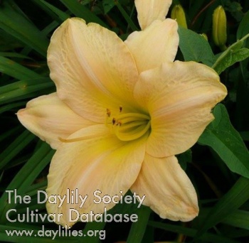 Daylily Aegean Temple