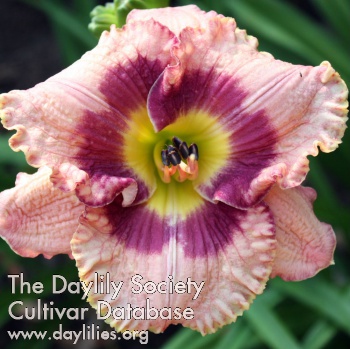 Daylily Age of Miracles