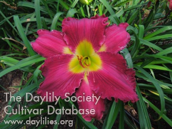 Daylily Aim for Perfection