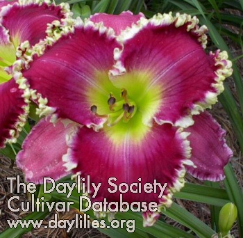 Daylily Alan Lane Agin